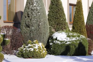 preventing salt damage to plants