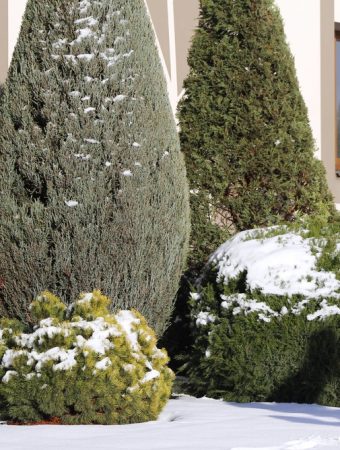 preventing salt damage to plants