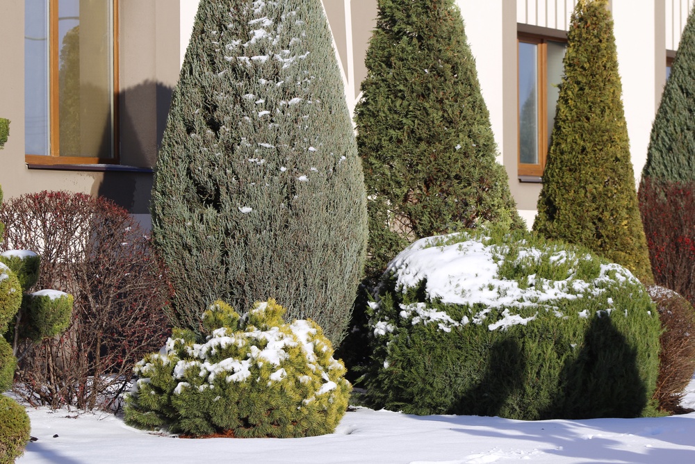 preventing salt damage to plants