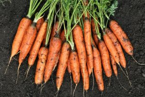 How to grow carrots in fall