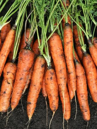 How to grow carrots in fall
