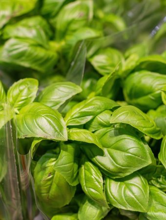 How to harvest basil before frost