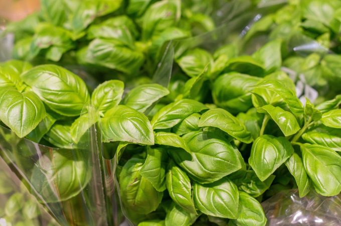 How to harvest basil before frost