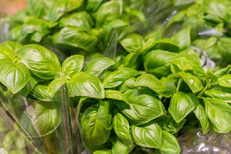 How to harvest basil before frost