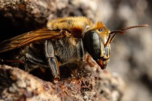 native bee nesting habitat