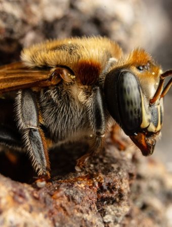 native bee nesting habitat