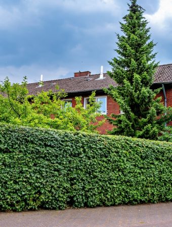 Planting a privacy hedge
