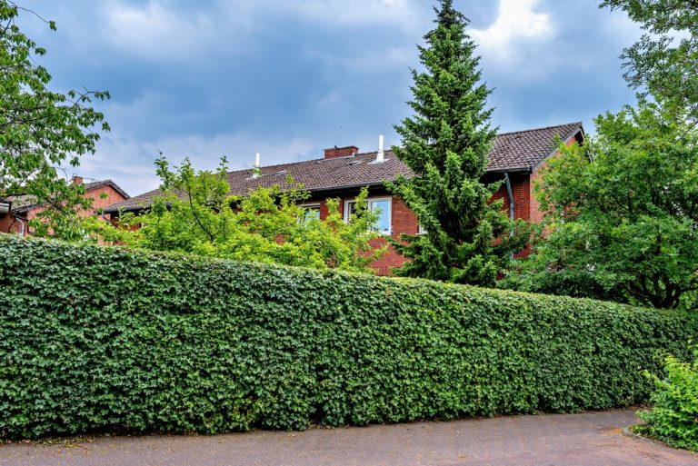 Planting a privacy hedge