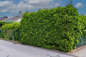 Privacy hedge property line disputes