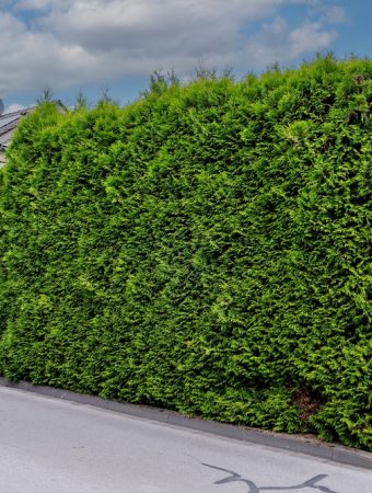 Privacy hedge property line disputes