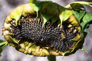 leaving seed heads for birds