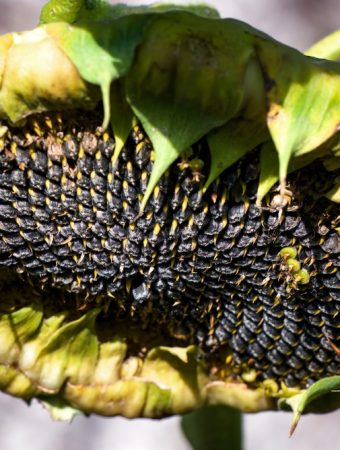 leaving seed heads for birds