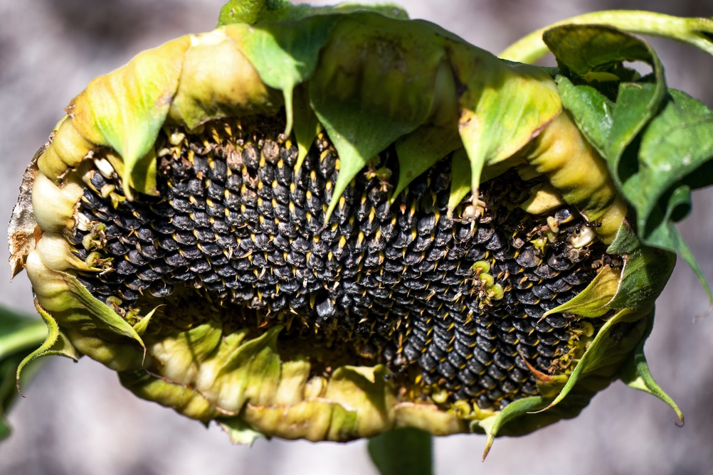 leaving seed heads for birds