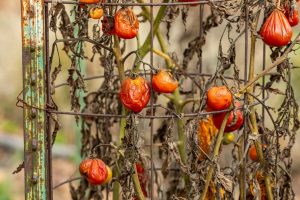 tomato plant cleanup
