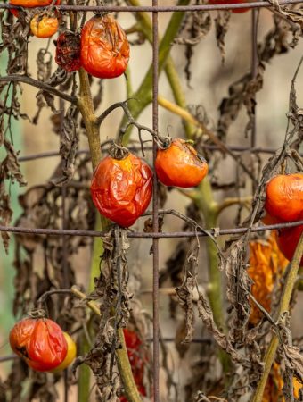 tomato plant cleanup