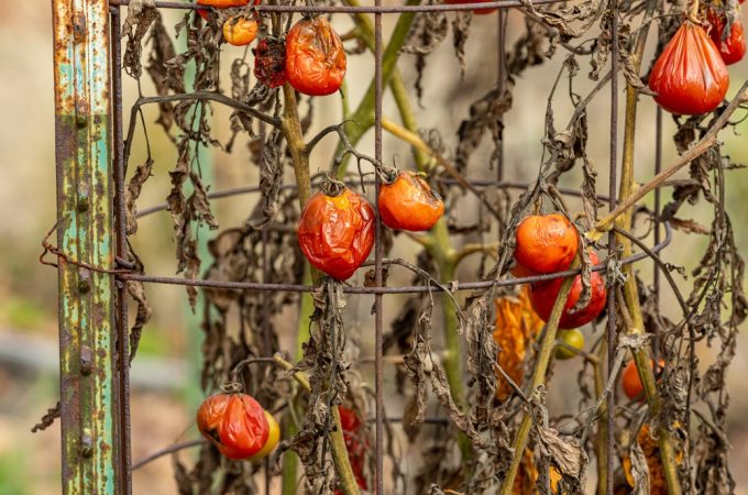 tomato plant cleanup
