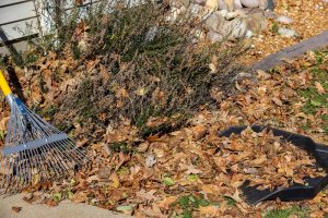 raking leaves off the lawn