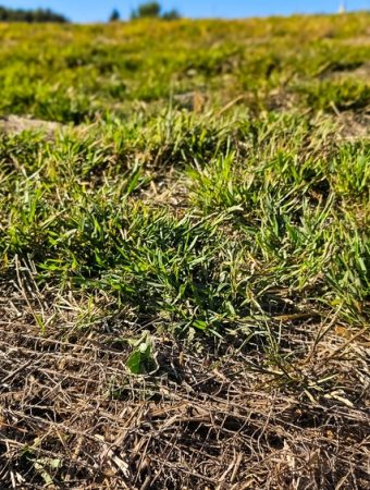 overseeding thin grass