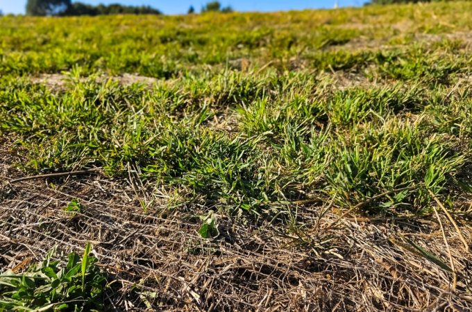 overseeding thin grass