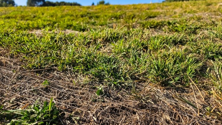 overseeding thin grass