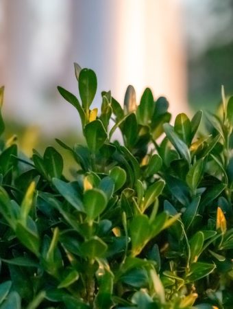 protecting boxwoods from winter burn
