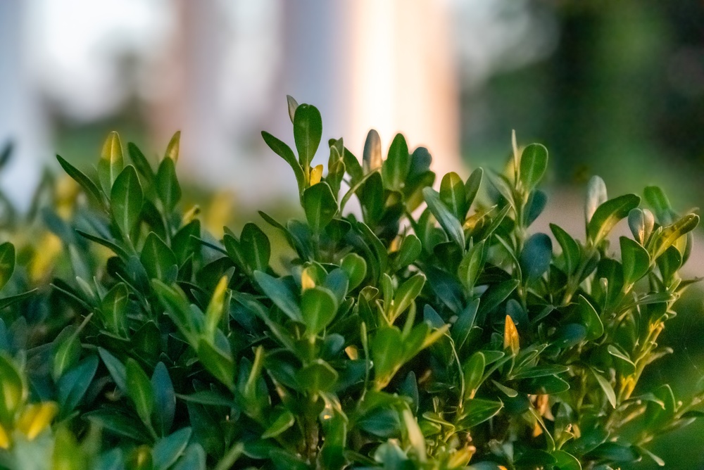 protecting boxwoods from winter burn