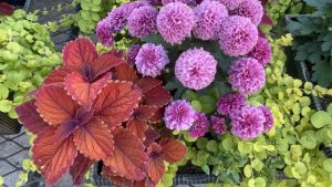 How to refresh container gardens