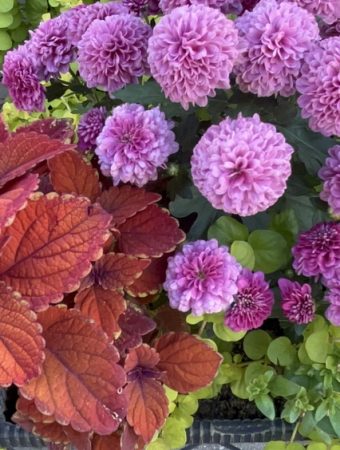 How to refresh container gardens