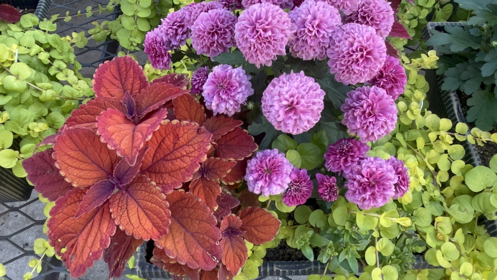 How to refresh container gardens