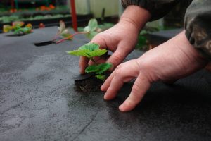 protecting strawberry plants from frost