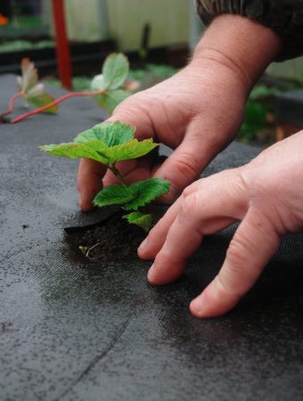 protecting strawberry plants from frost