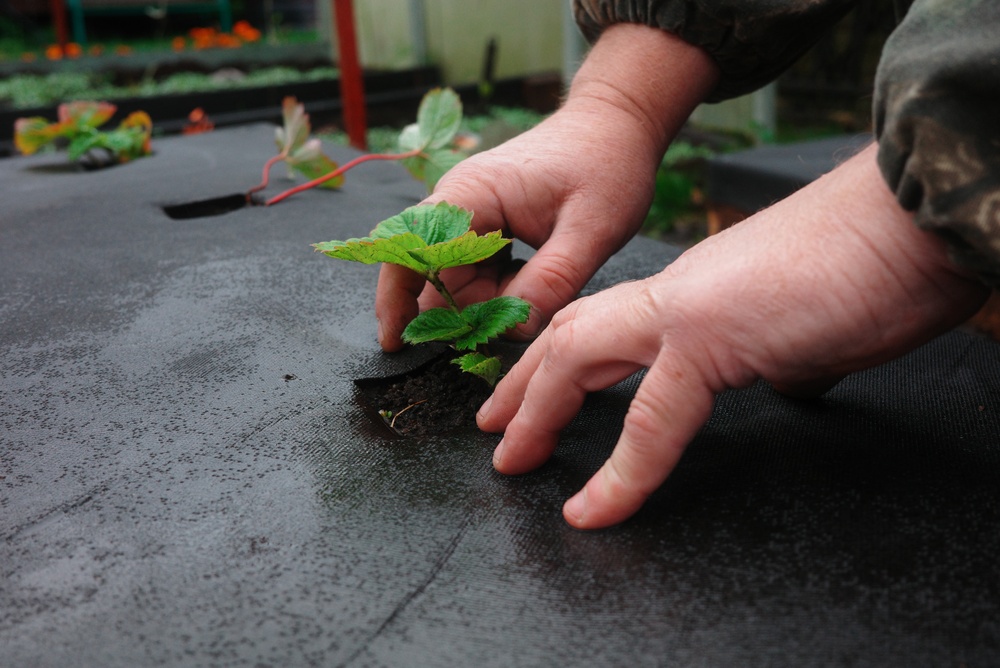 protecting strawberry plants from frost