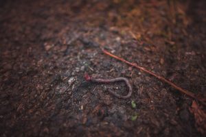 Invasive jumping worms