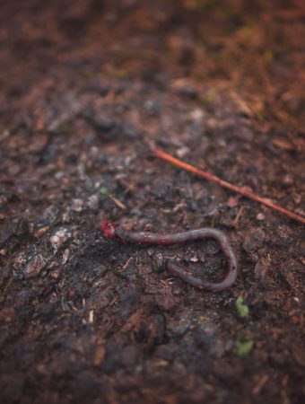 Invasive jumping worms