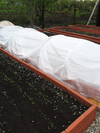 protecting herbs from frost