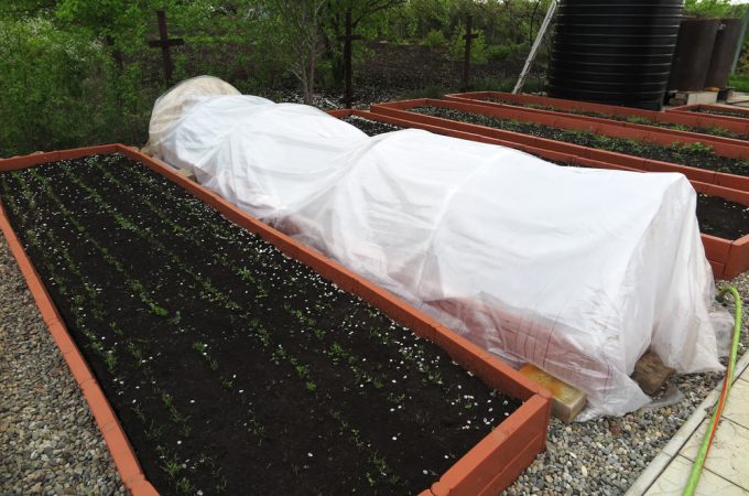 protecting herbs from frost