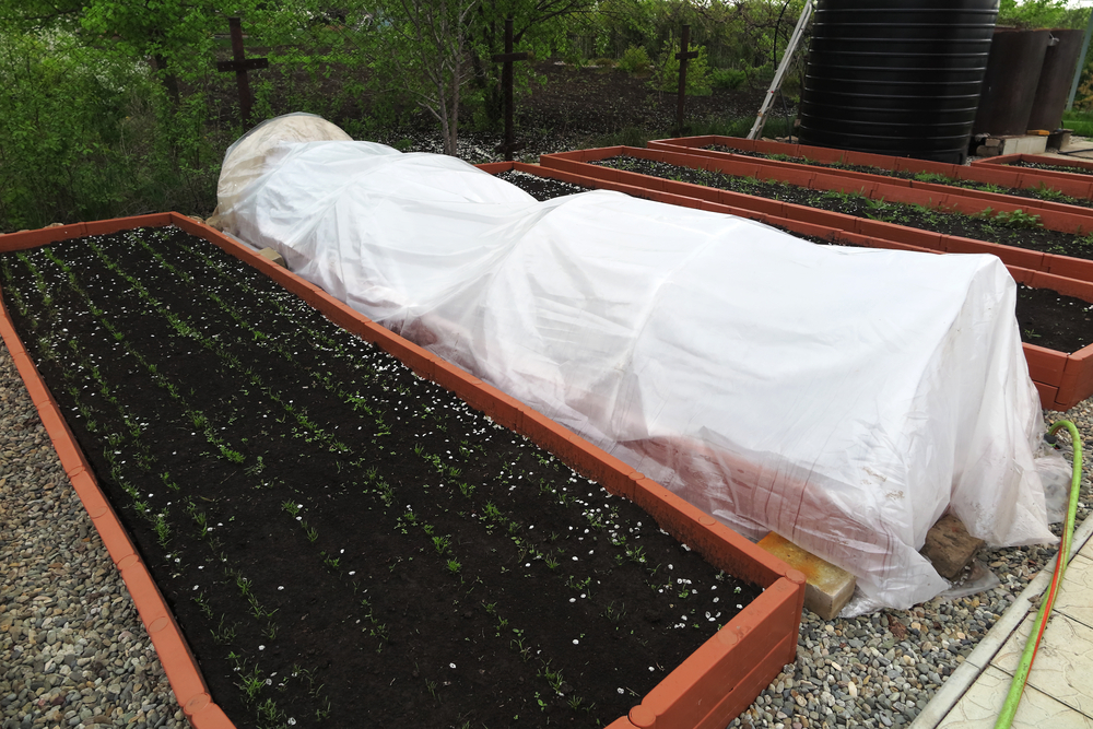 protecting herbs from frost