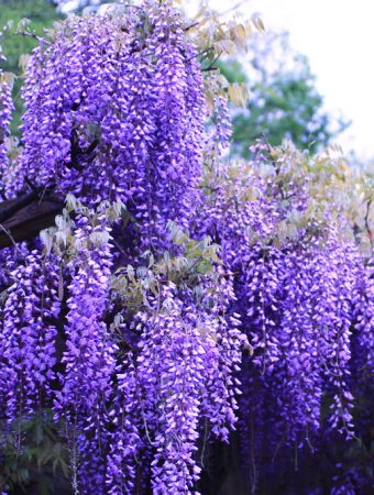 Invasive garden plants