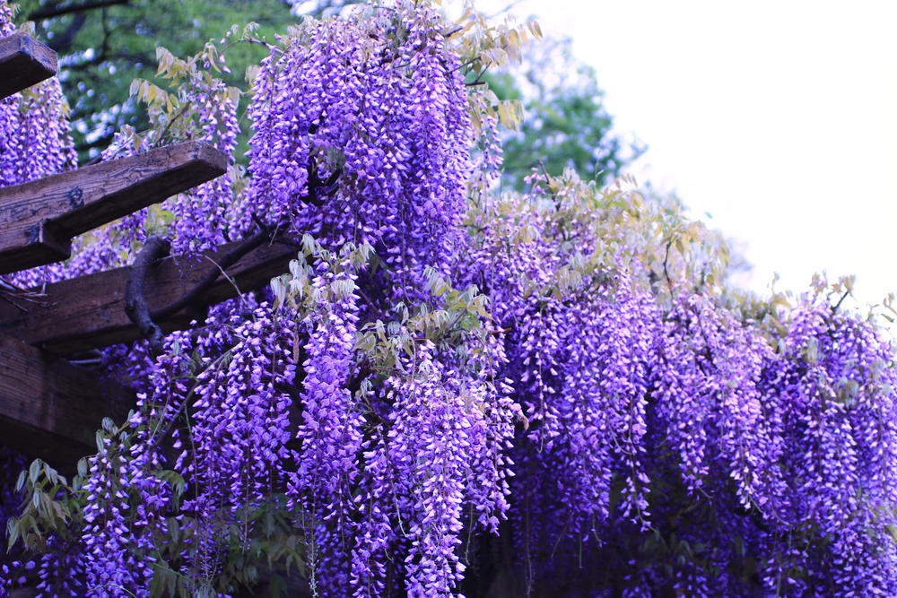 Invasive garden plants
