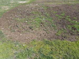 Bare spots in garden beds