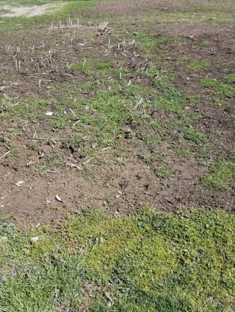 Bare spots in garden beds