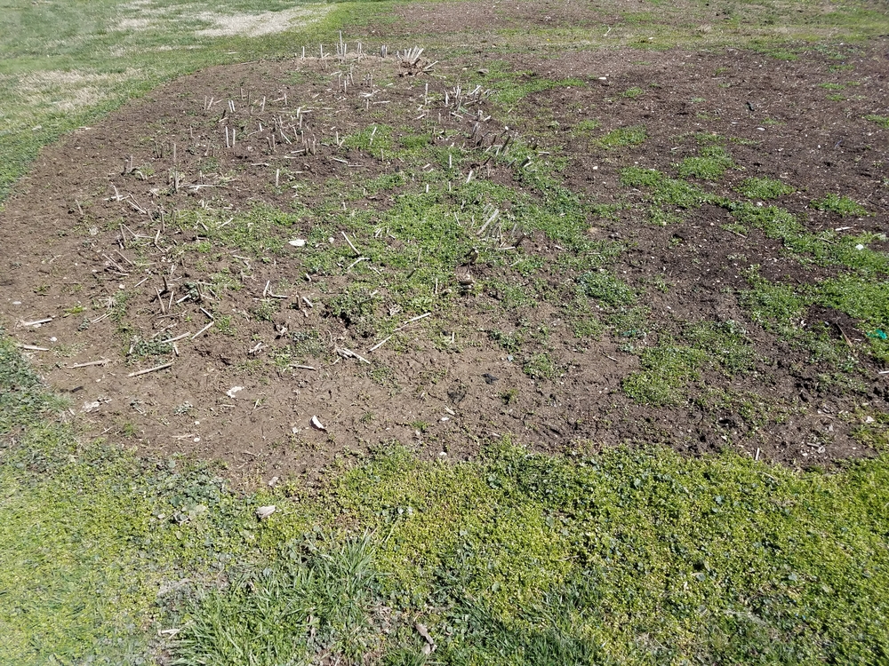 Bare spots in garden beds