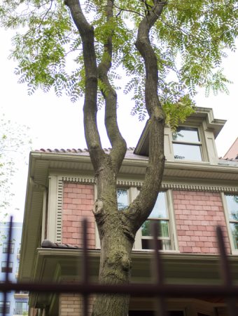 planting trees too close to your house