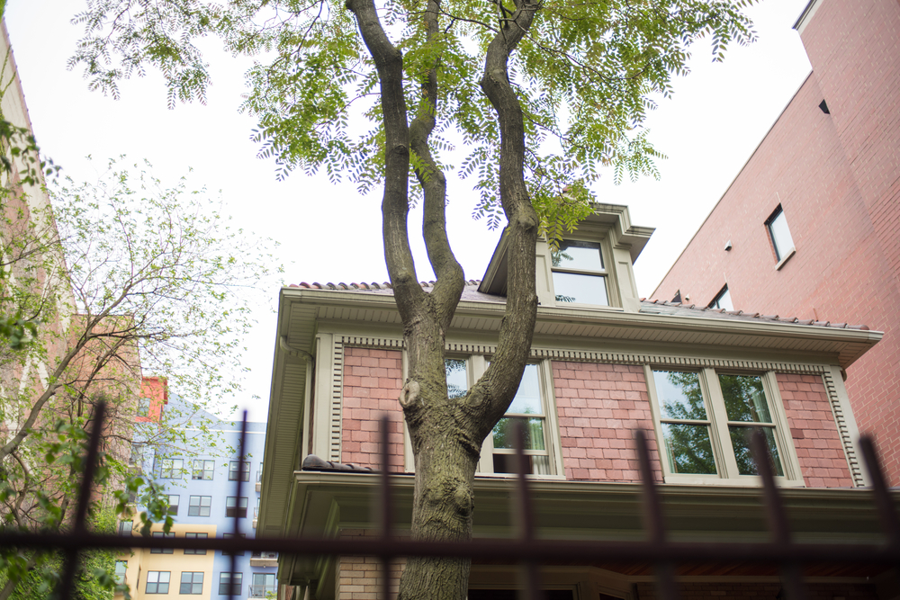 planting trees too close to your house