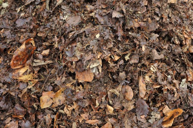 leaf mulch uses