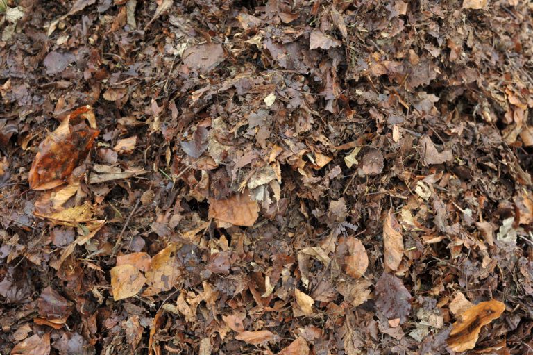 leaf mulch uses